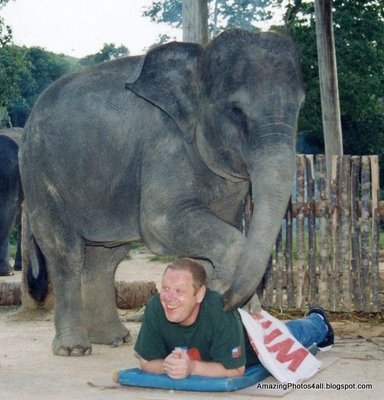 http://pijatkeluargasehatz.files.wordpress.com/2009/06/elephant-massage.jpg?w=384&h=400